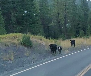 40463220_10216721370487440_5604447934868357120_n 2