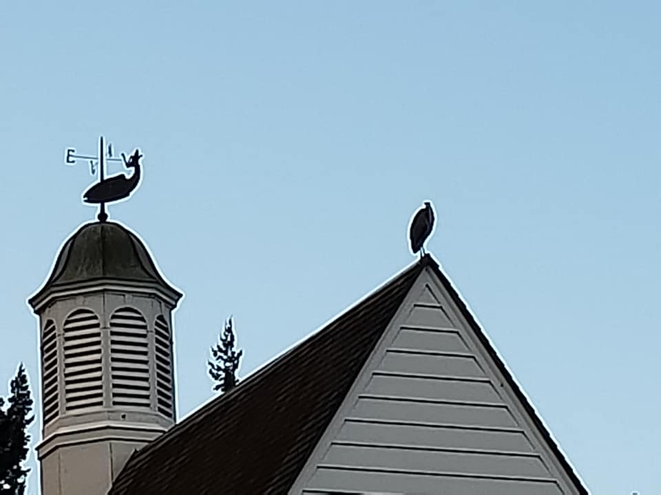 42537003_10216915264734675_8266205958959529984_n