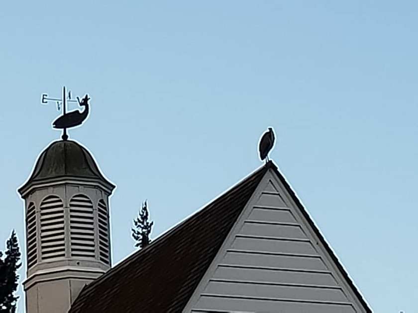 42537003_10216915264734675_8266205958959529984_n