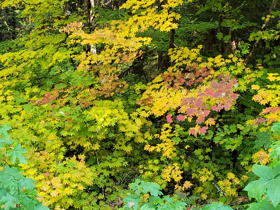 43753395_10217168590707666_4568057414217105408_n-1